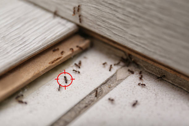 Best Affordable Pest Control Services  in Weiser, ID