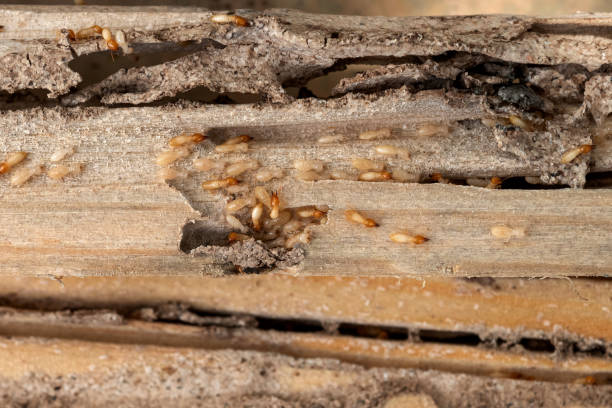Best Best Pest Control Companies  in Weiser, ID